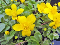 Sumpfdotterblume - Caltha palustris